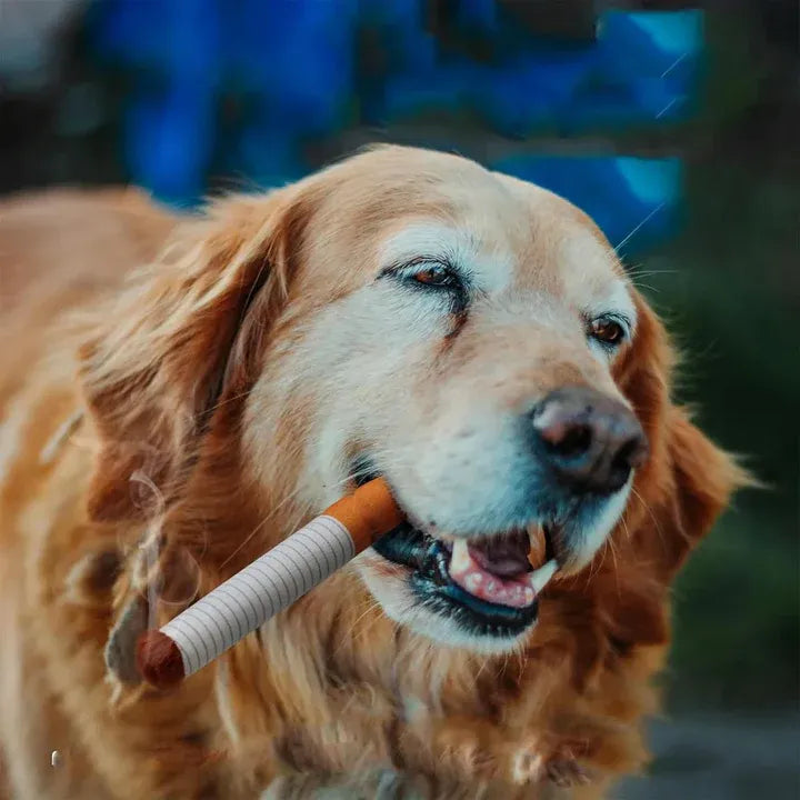 Cigarette-Shaped Dog Toy